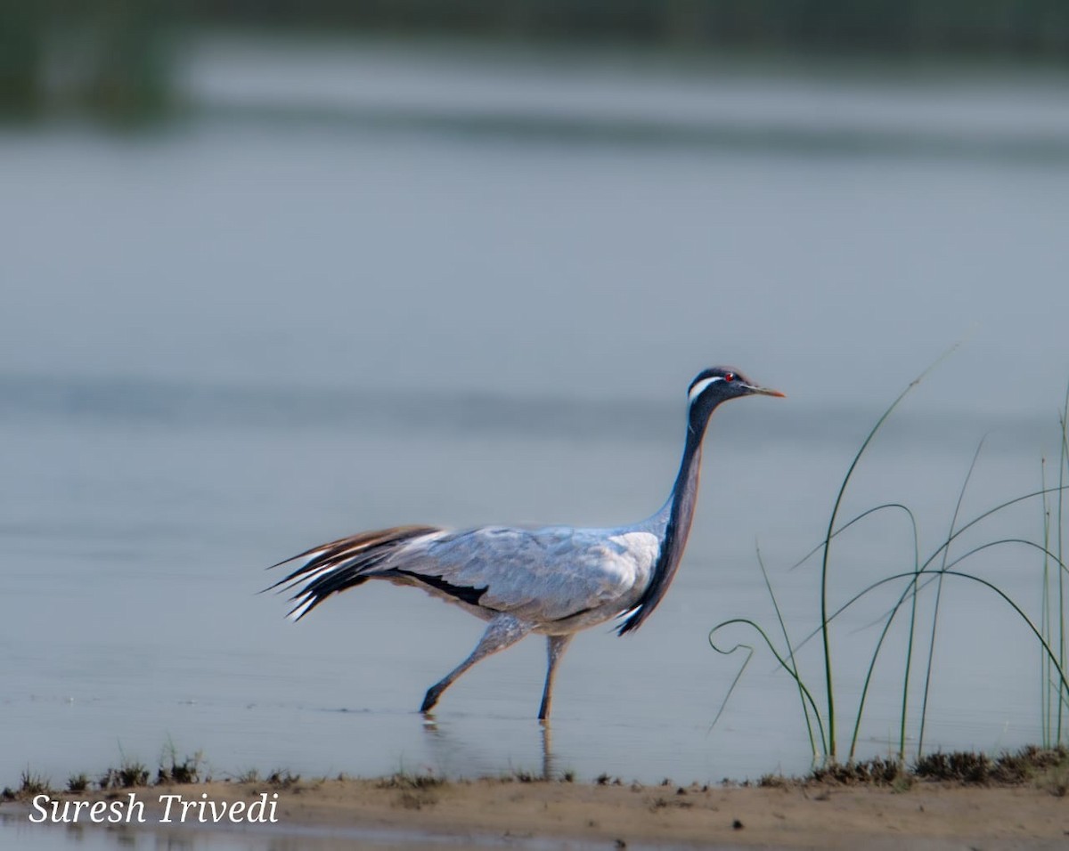 Demoiselle Crane - ML624644719