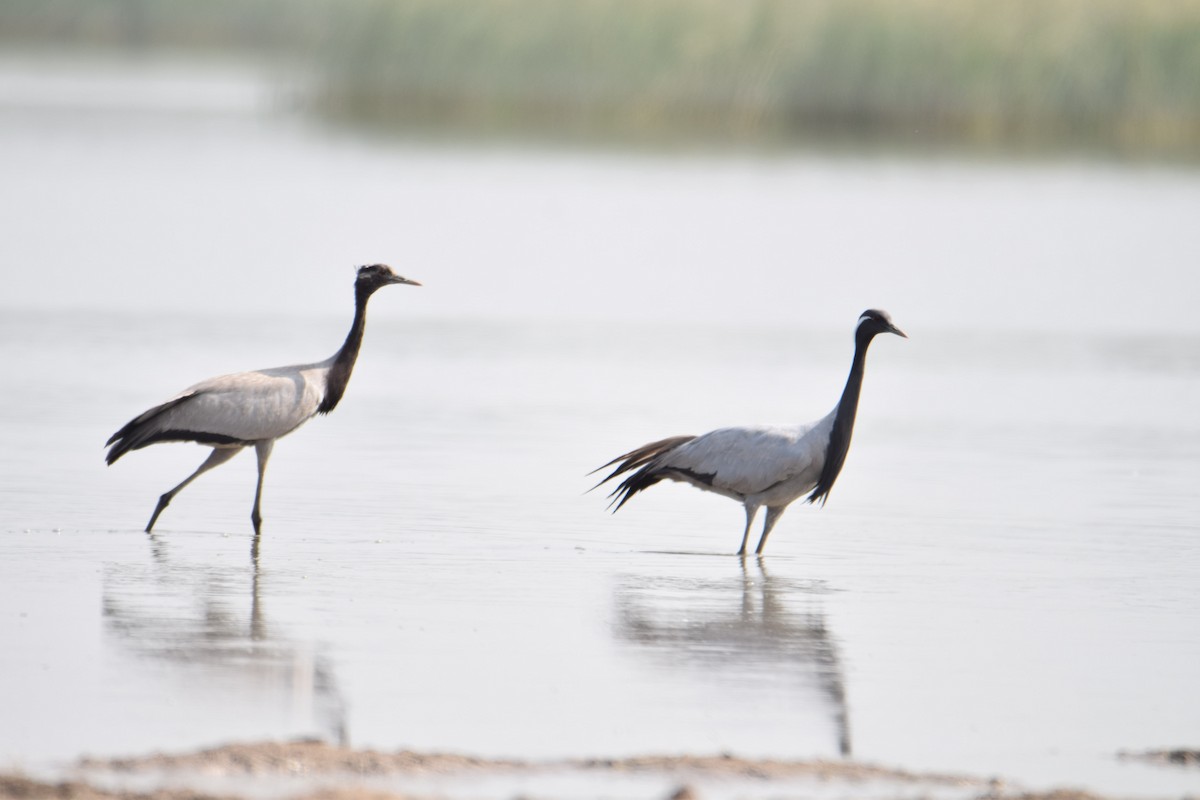 Demoiselle Crane - ML624644720