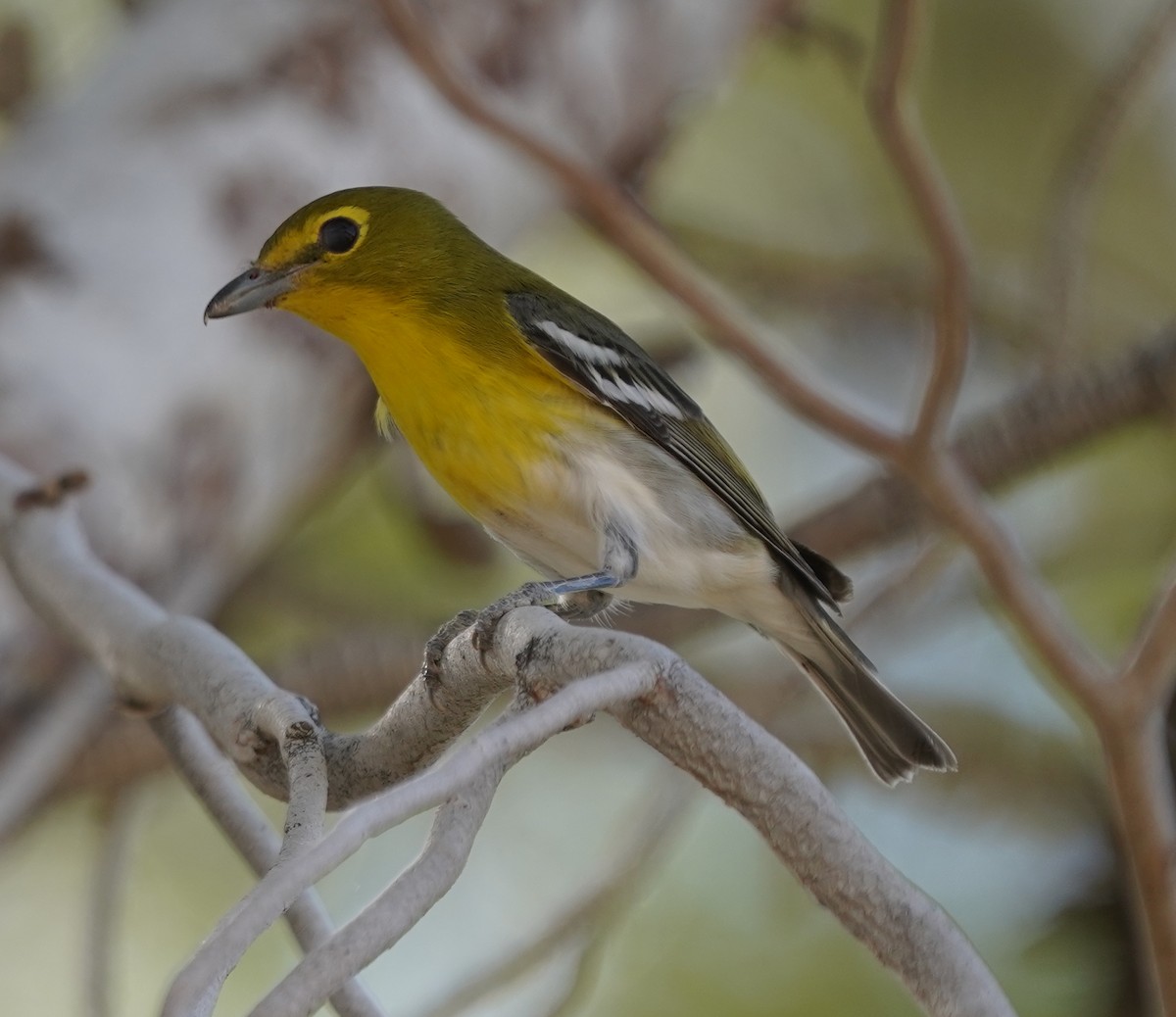 Viréo à gorge jaune - ML624644721