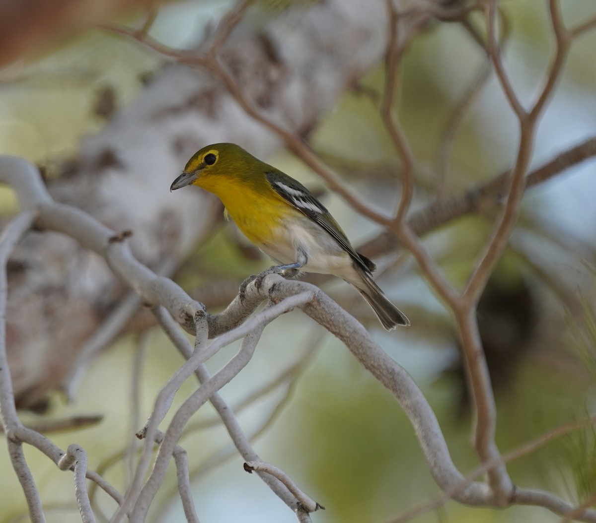 Viréo à gorge jaune - ML624644760