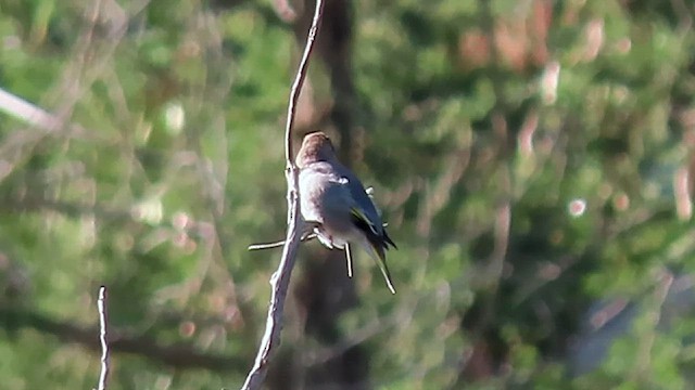 Arabian Grosbeak - ML624644829