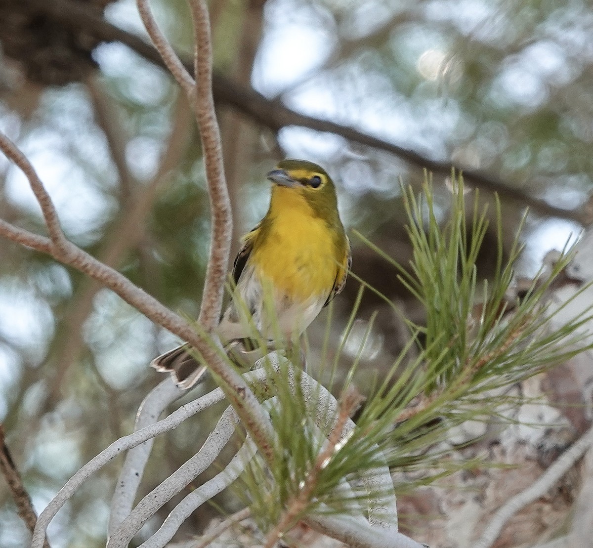 Viréo à gorge jaune - ML624644957
