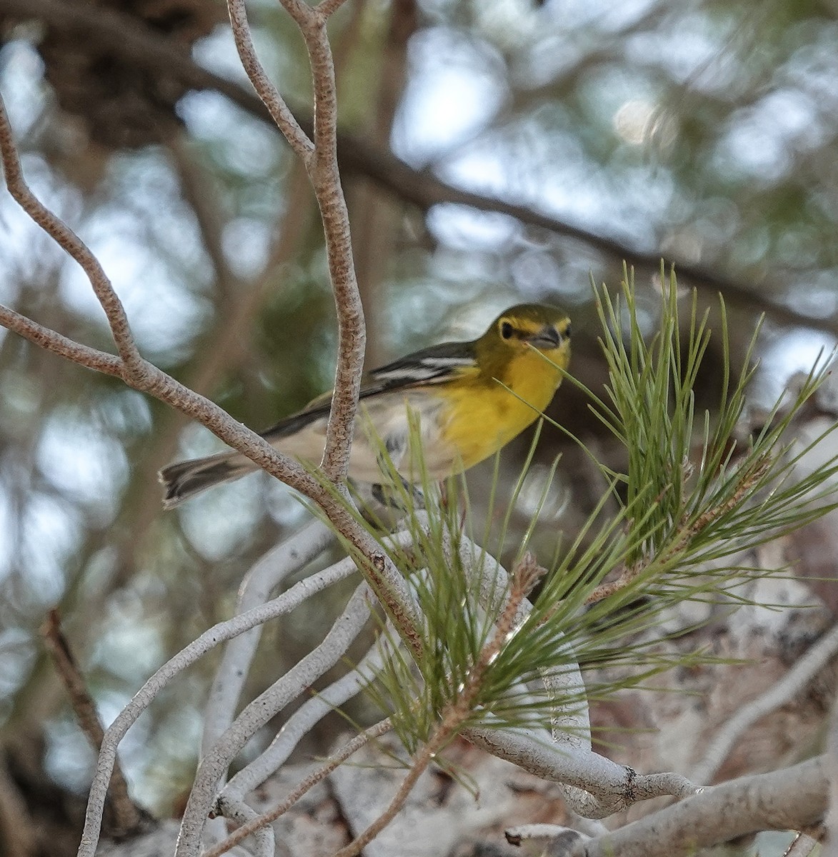 Viréo à gorge jaune - ML624644961