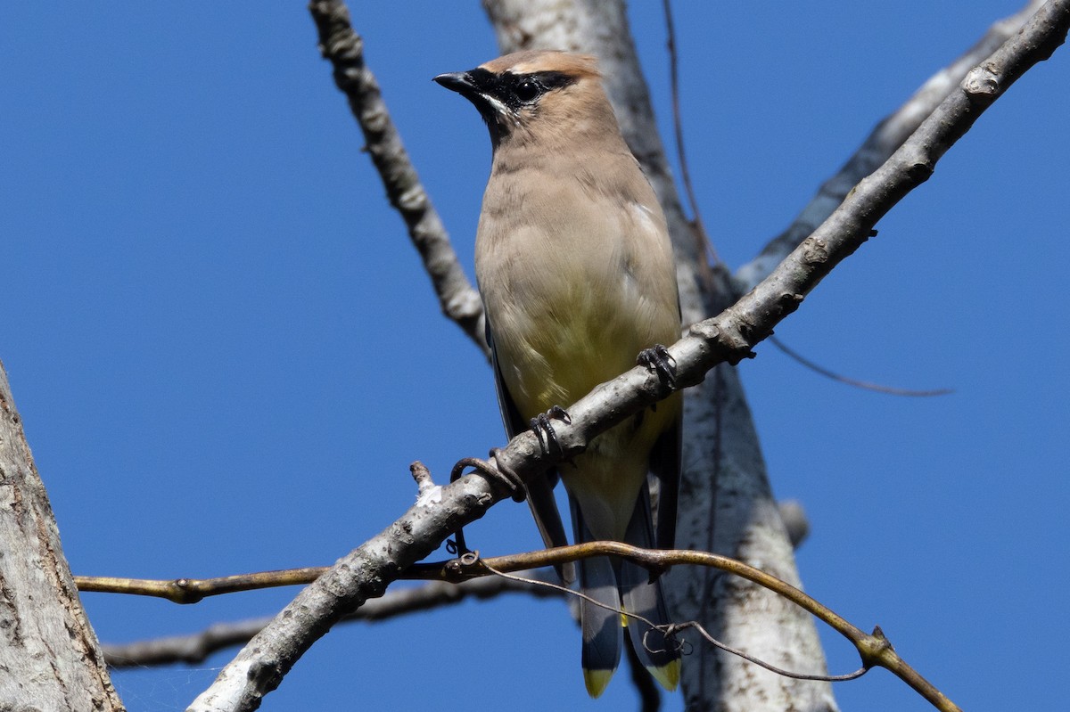 Cedar Waxwing - ML624645023