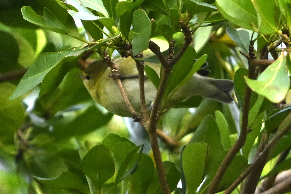 Tennessee Warbler - ML624645046