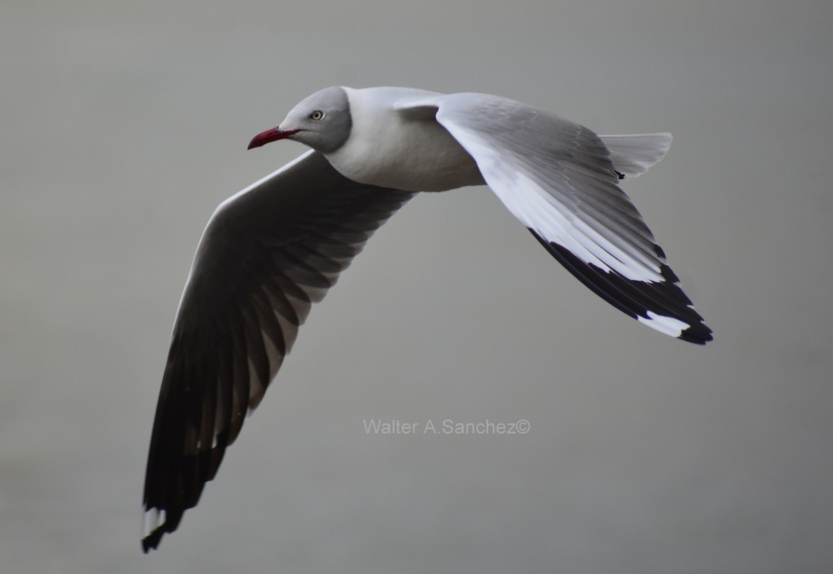 Gray-hooded Gull - ML624645091