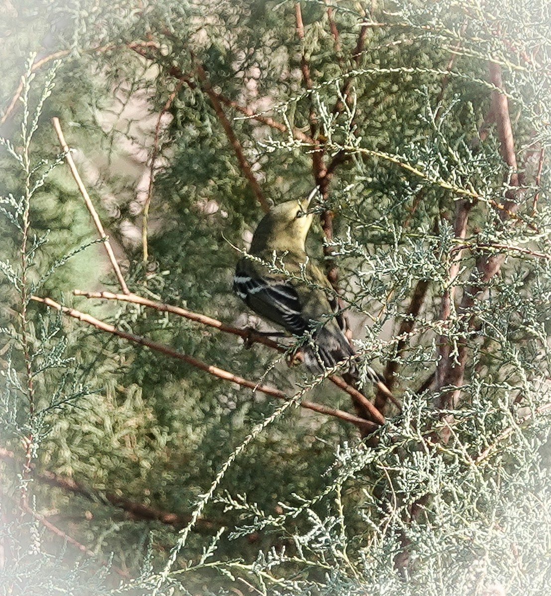 Blackpoll Warbler - ML624645109