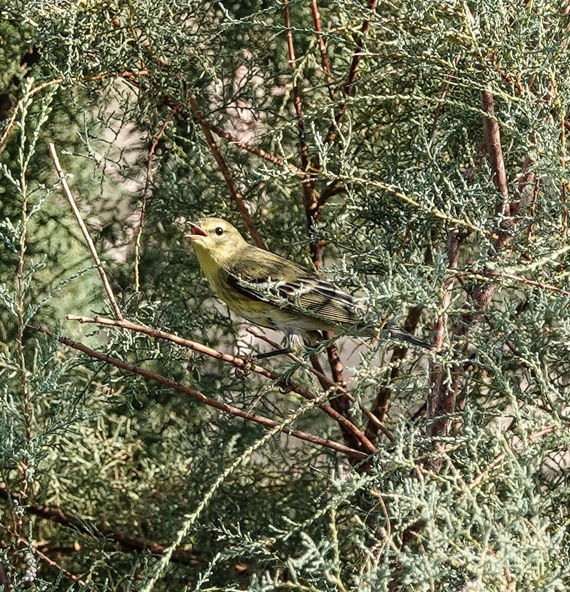 Blackpoll Warbler - ML624645114