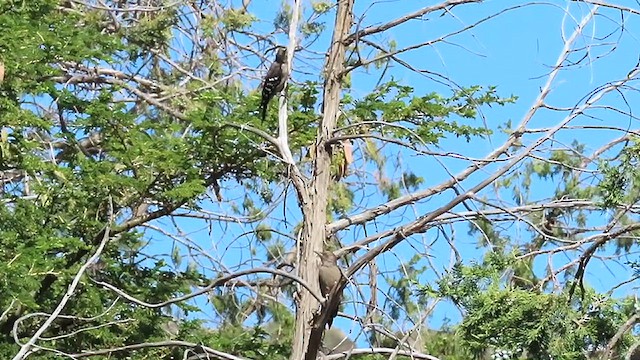 Arabian Woodpecker - ML624645275