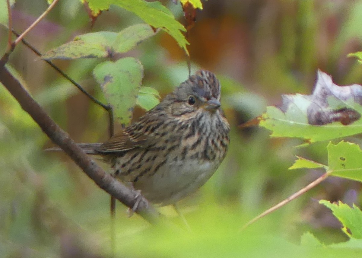 Lincoln's Sparrow - ML624645291