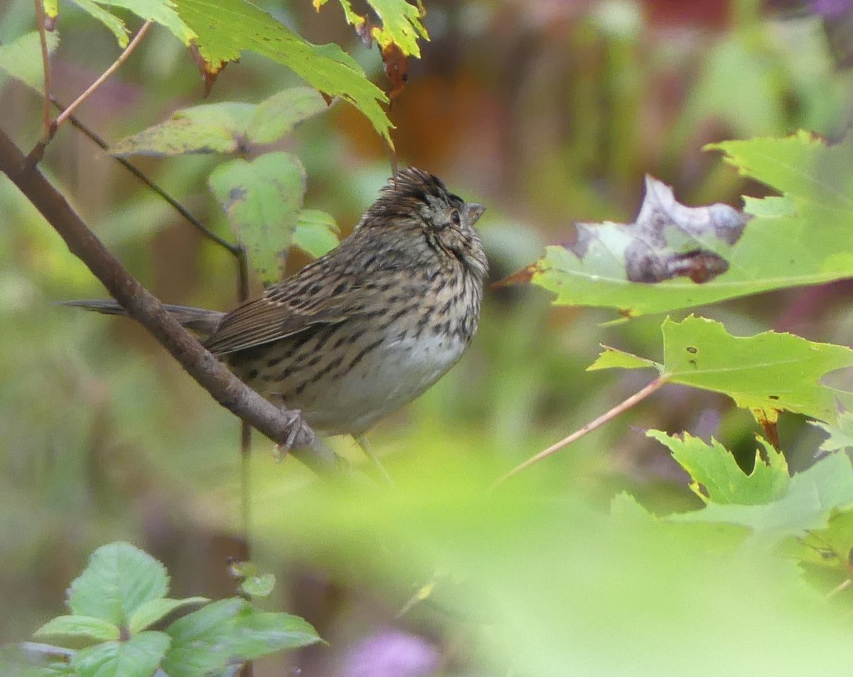 Lincoln's Sparrow - ML624645301
