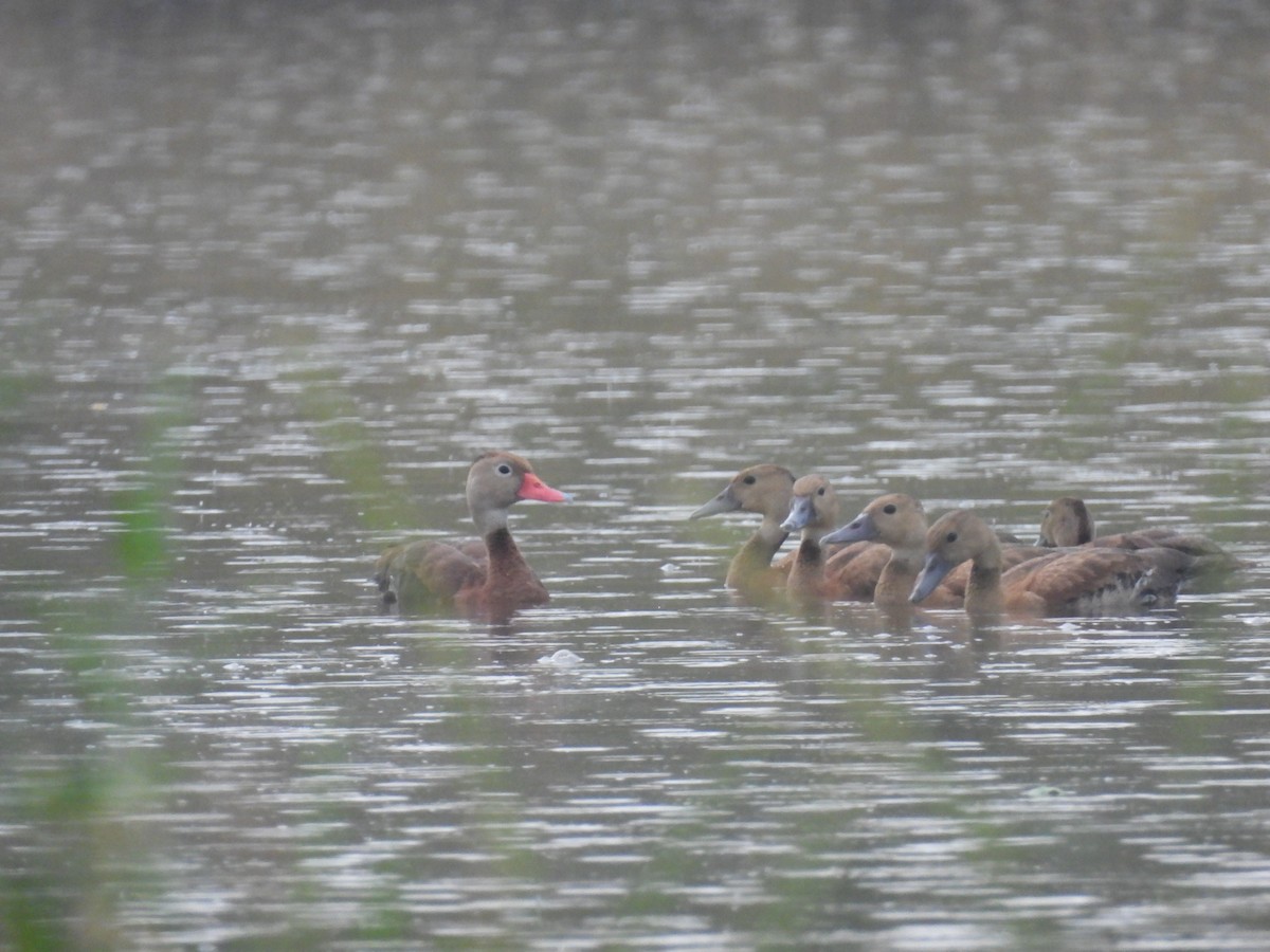 Black-bellied Whistling-Duck - ML624645305