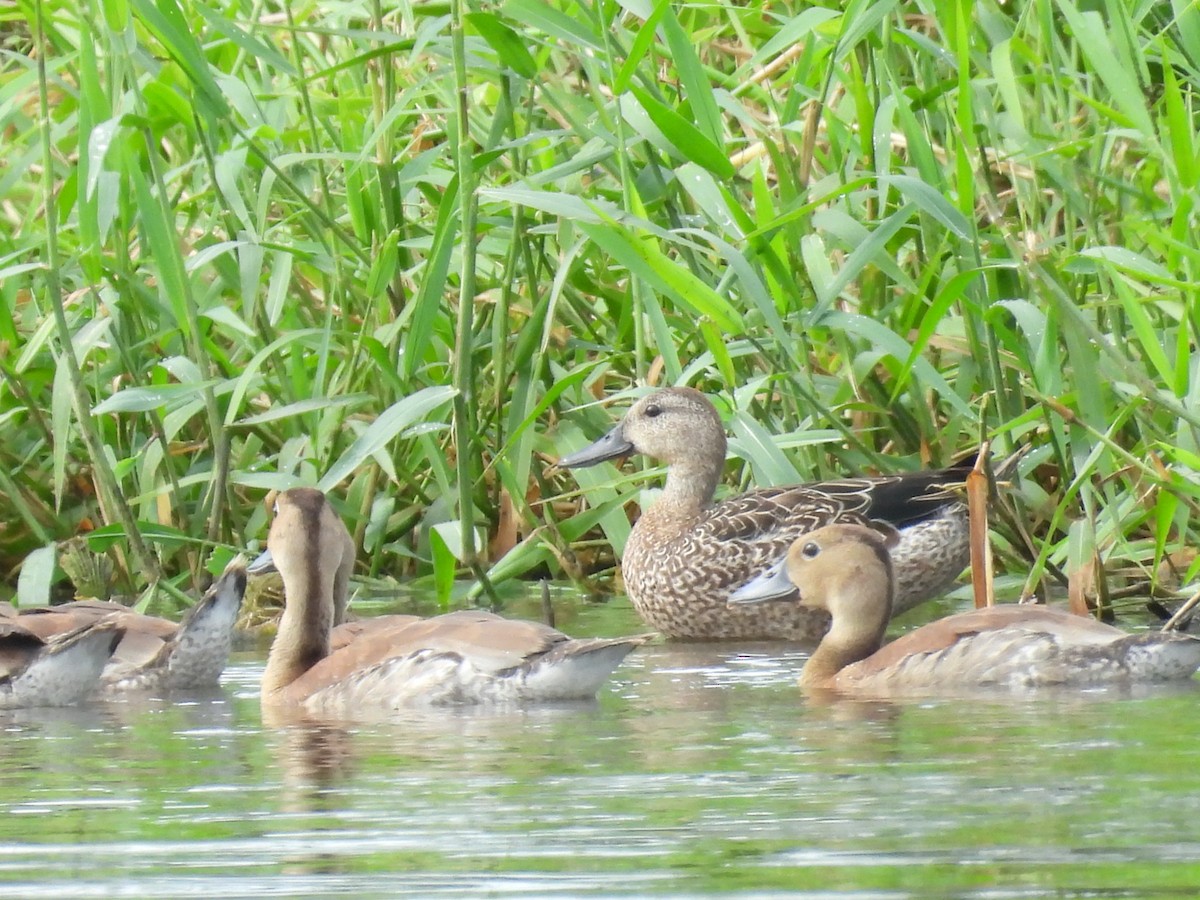 Blue-winged Teal - ML624645312