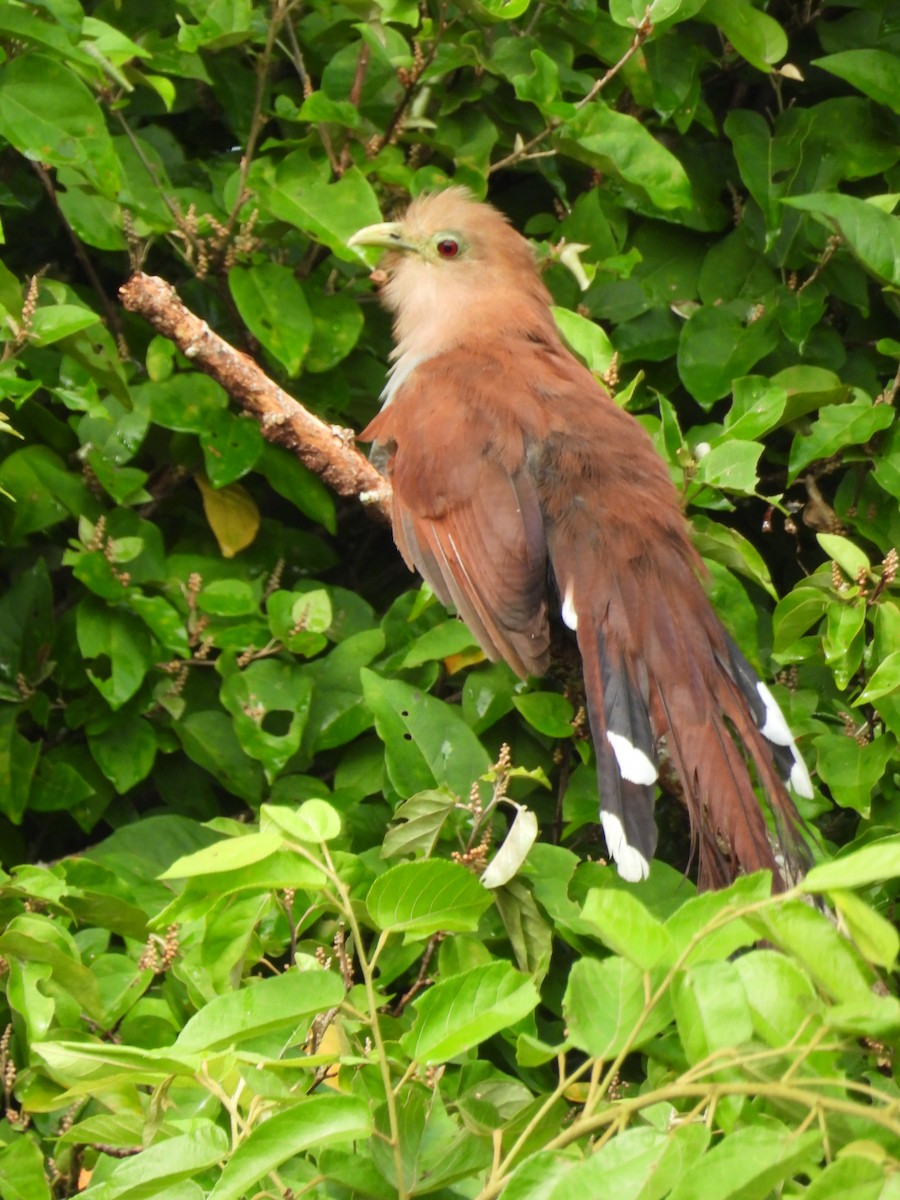 Common Squirrel-Cuckoo - ML624645351