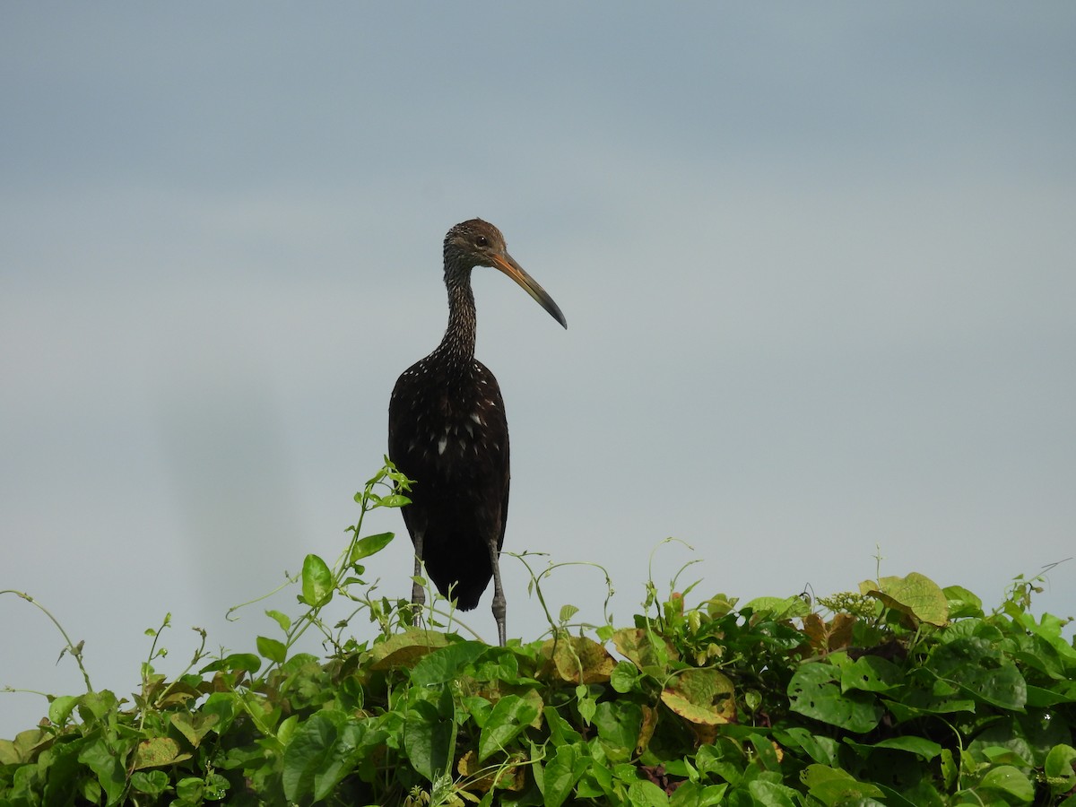Limpkin - ML624645379