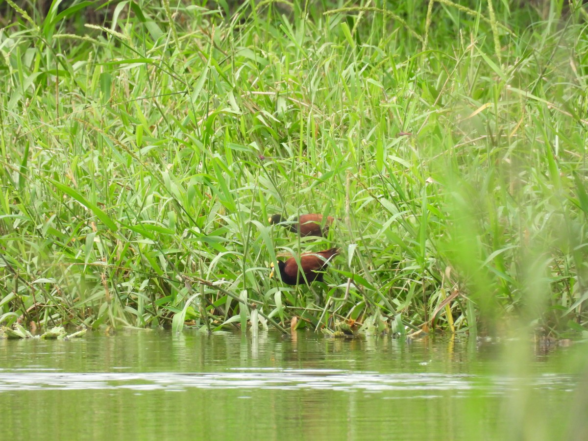 Northern Jacana - ML624645386
