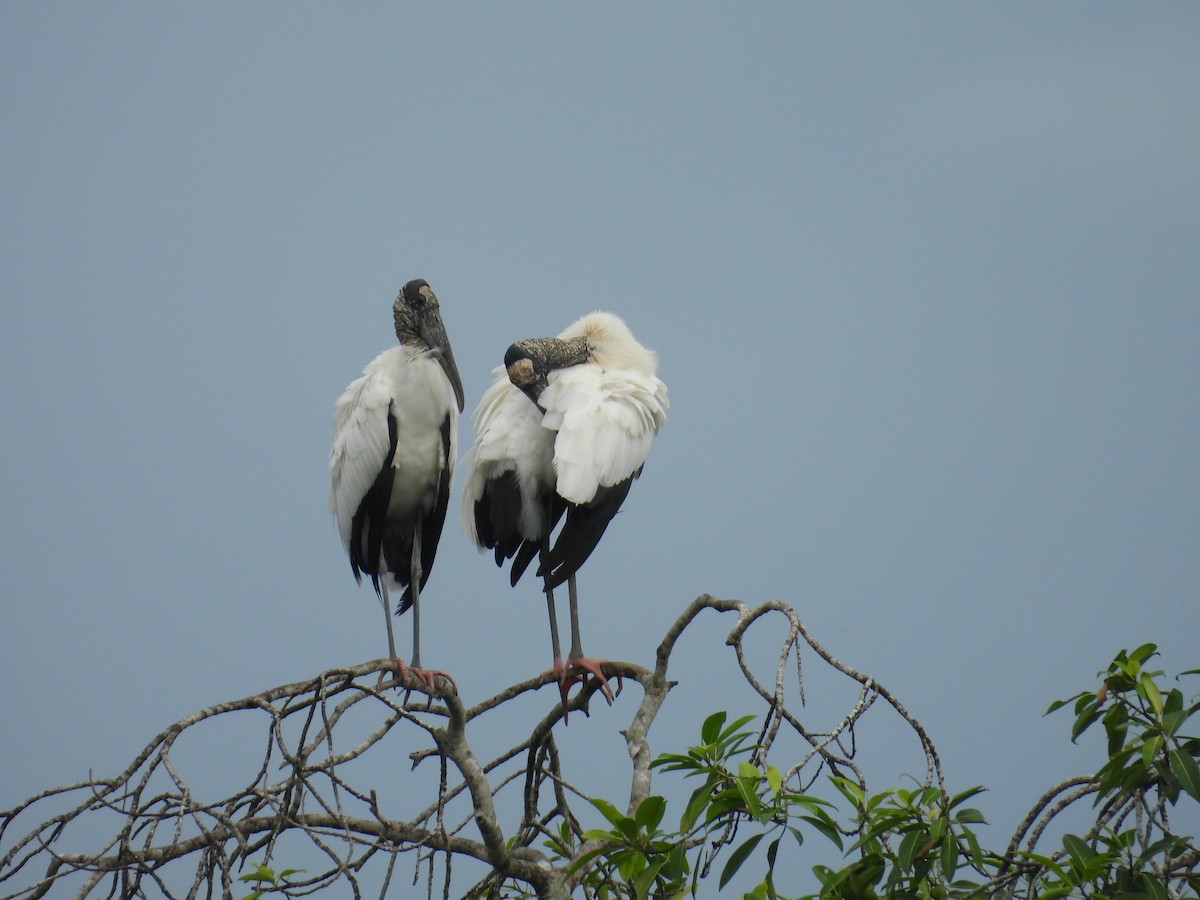 Wood Stork - ML624645394