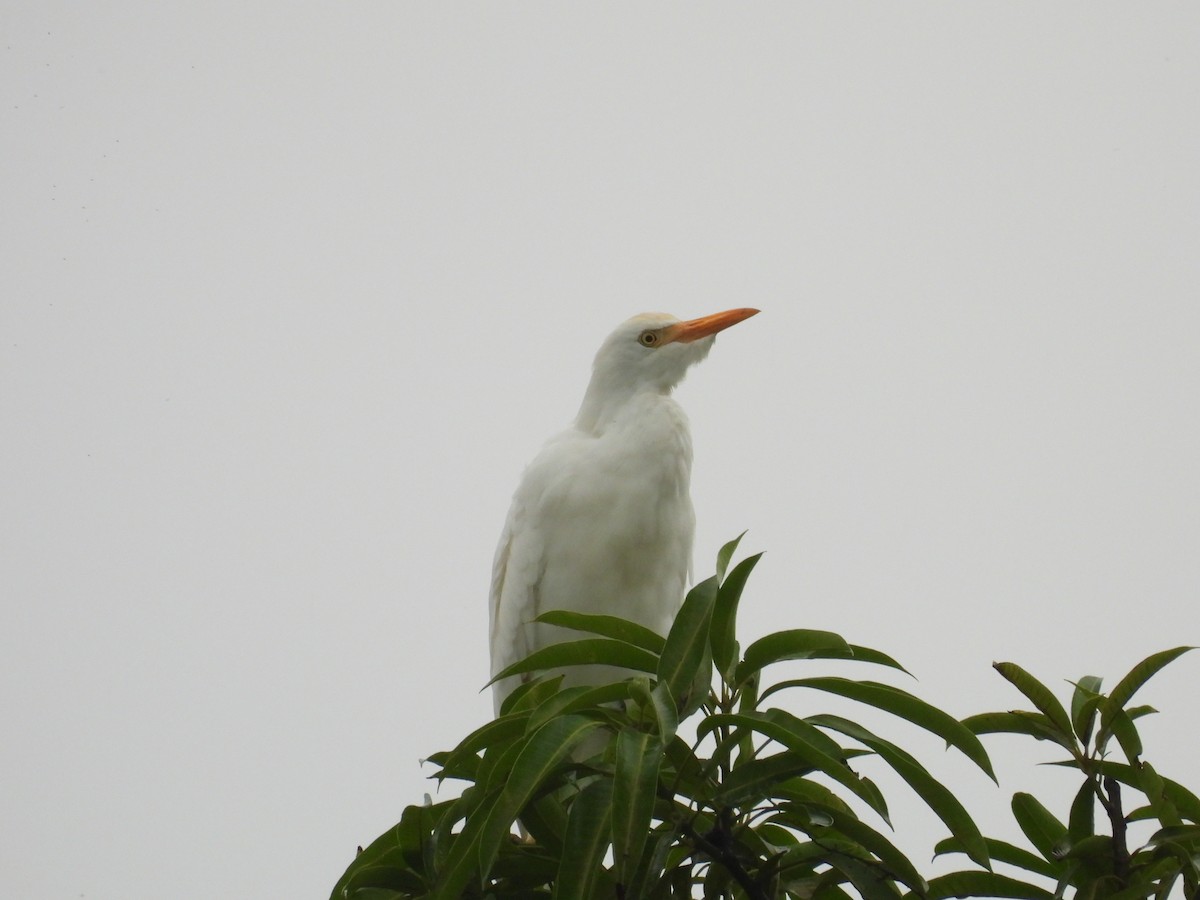 Western Cattle-Egret - ML624645441