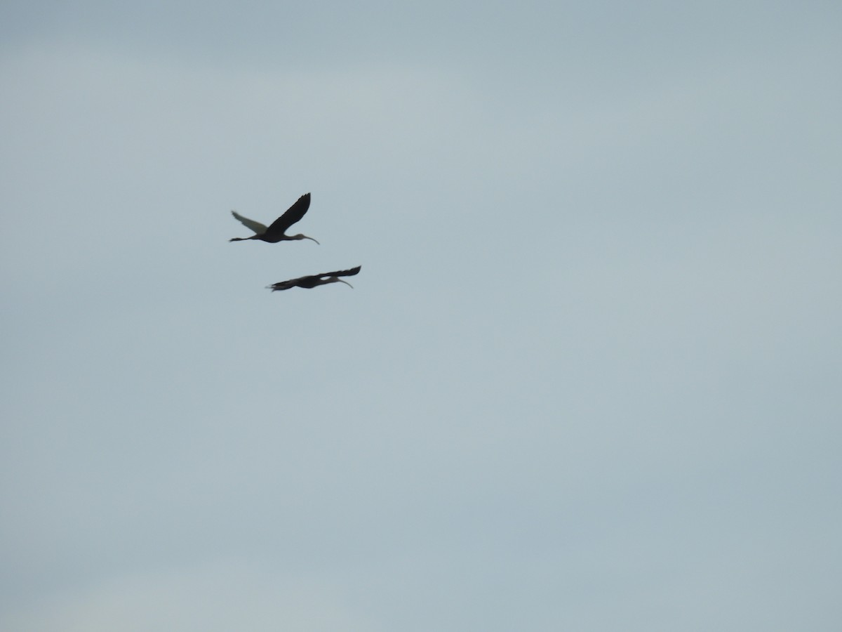 White-faced Ibis - ML624645451
