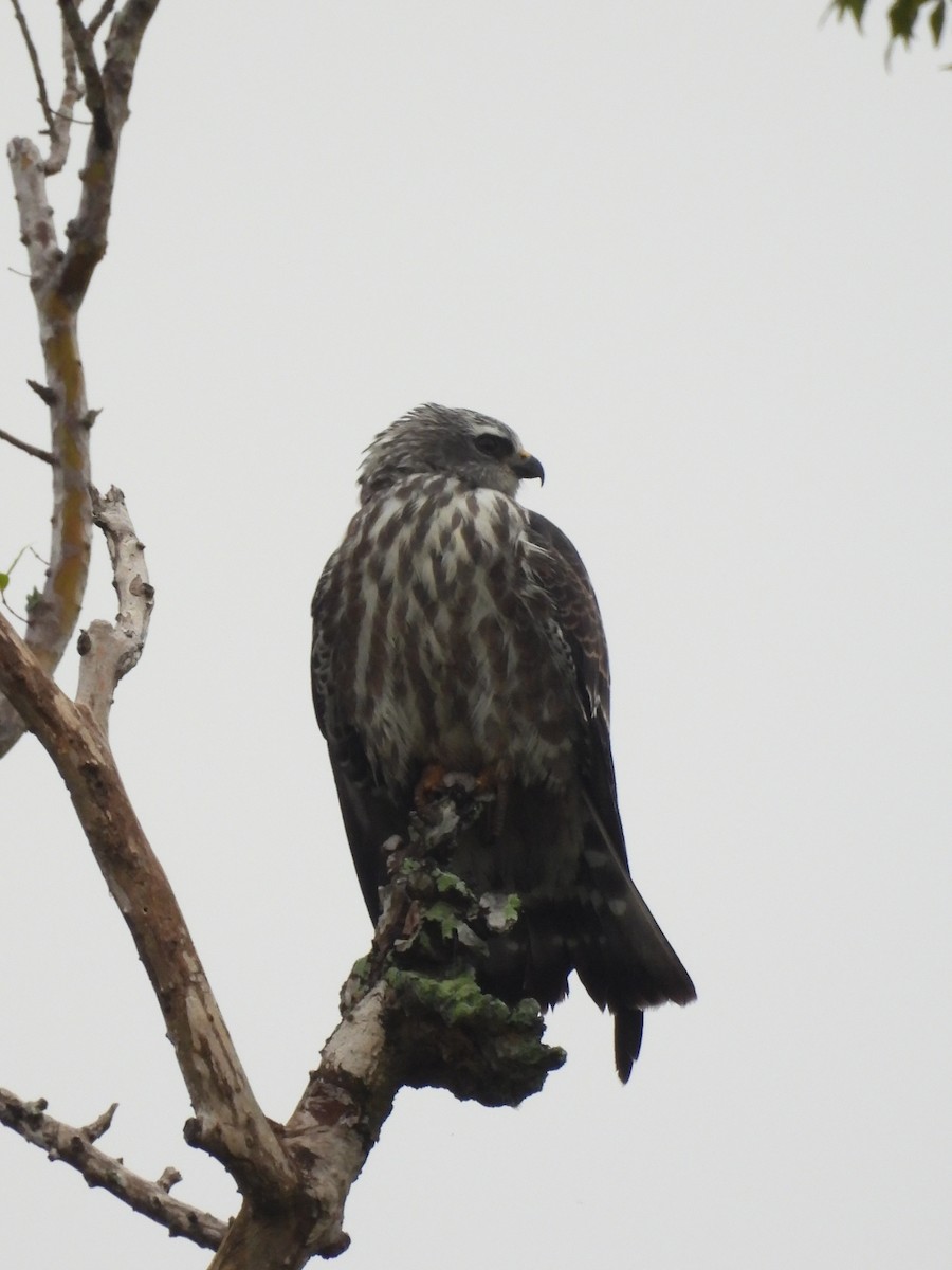Mississippi Kite - ML624645458