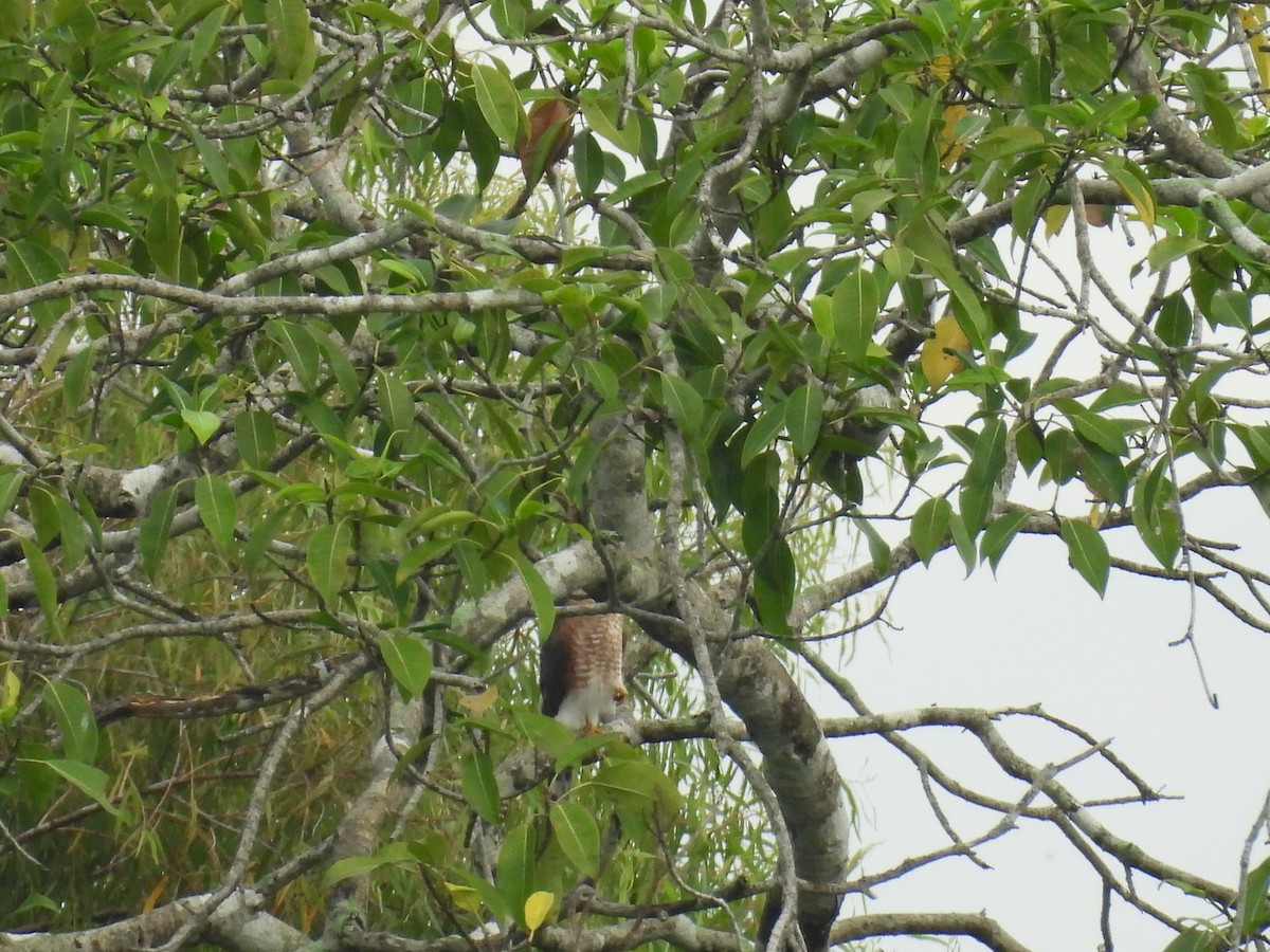 Sharp-shinned Hawk - ML624645471