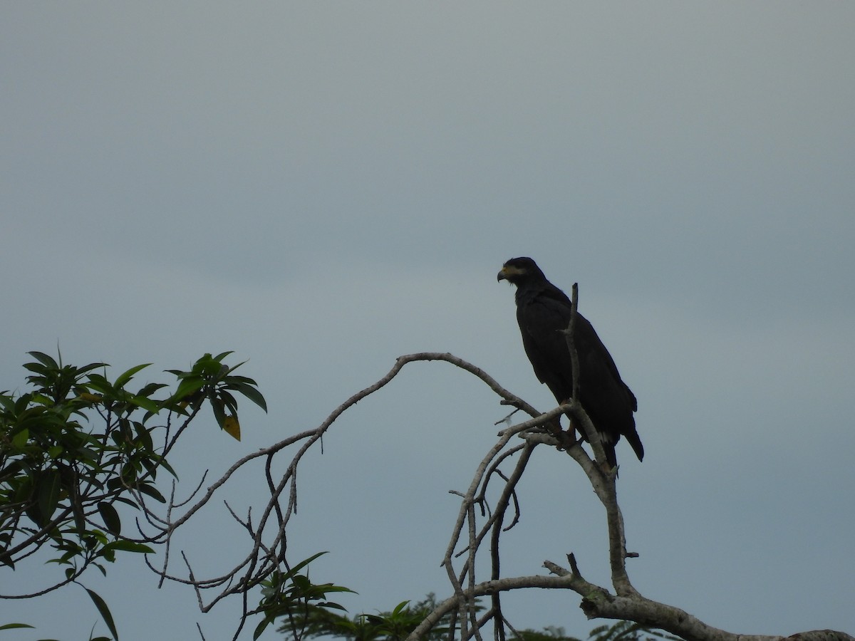 Common Black Hawk - ML624645481