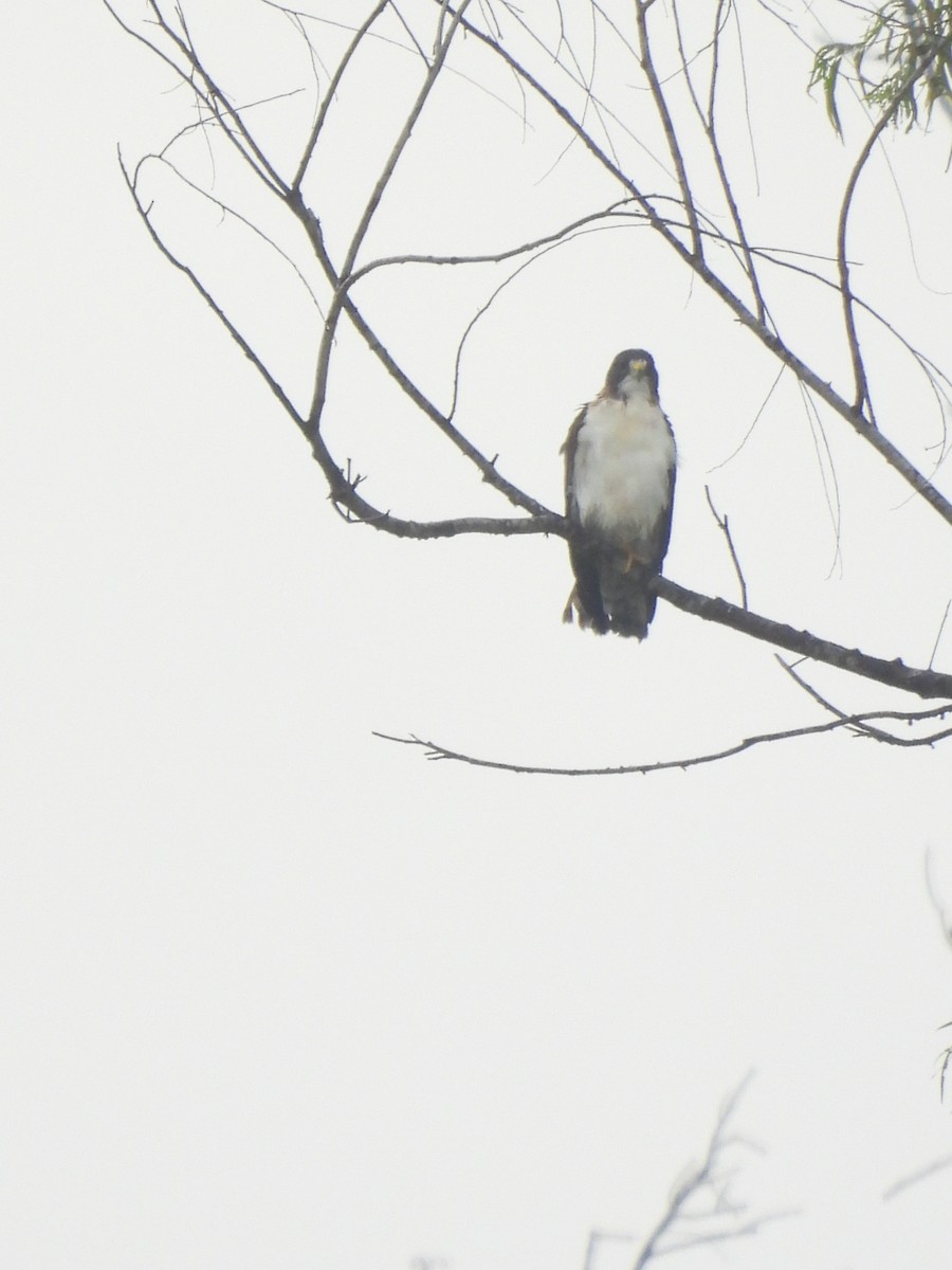 Short-tailed Hawk - ML624645483