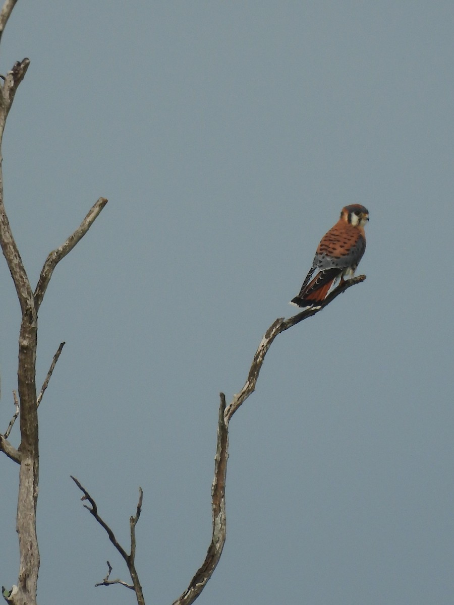 American Kestrel - ML624645495