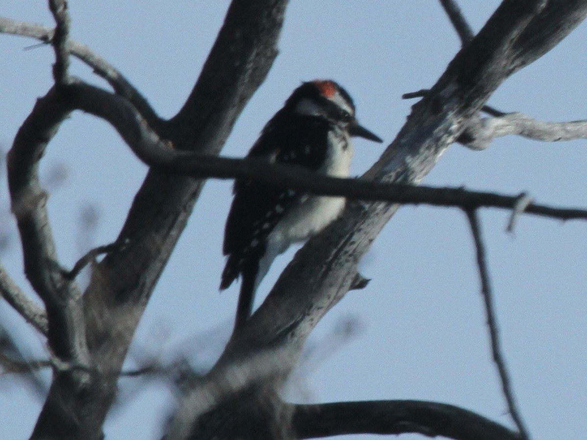 Hairy Woodpecker - Steve Calver