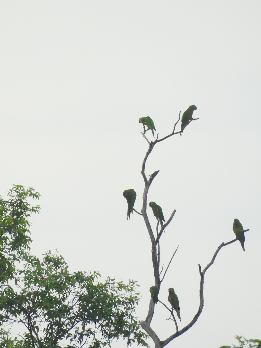 Olive-throated Parakeet - ML624645514