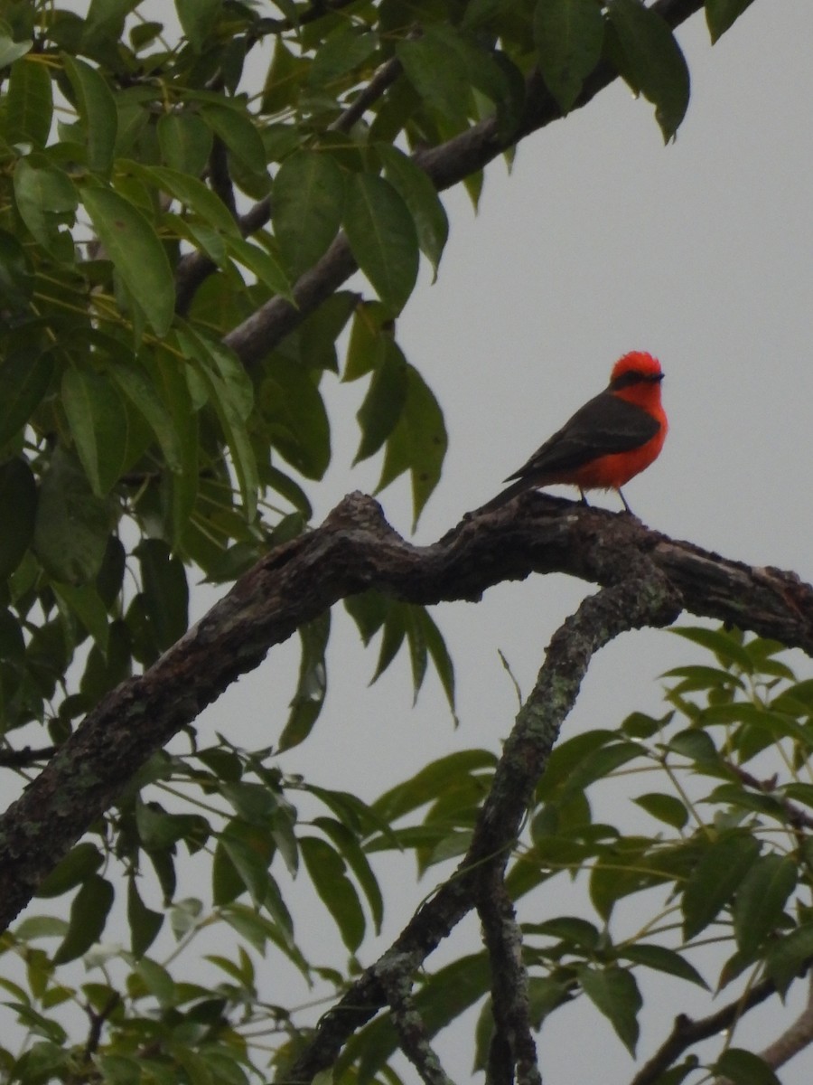 Vermilion Flycatcher - ML624645570