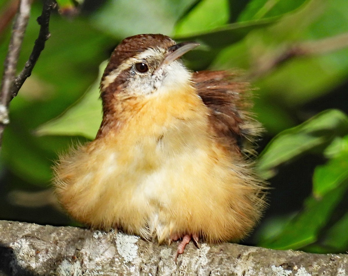 Carolina Wren - Don Gorney