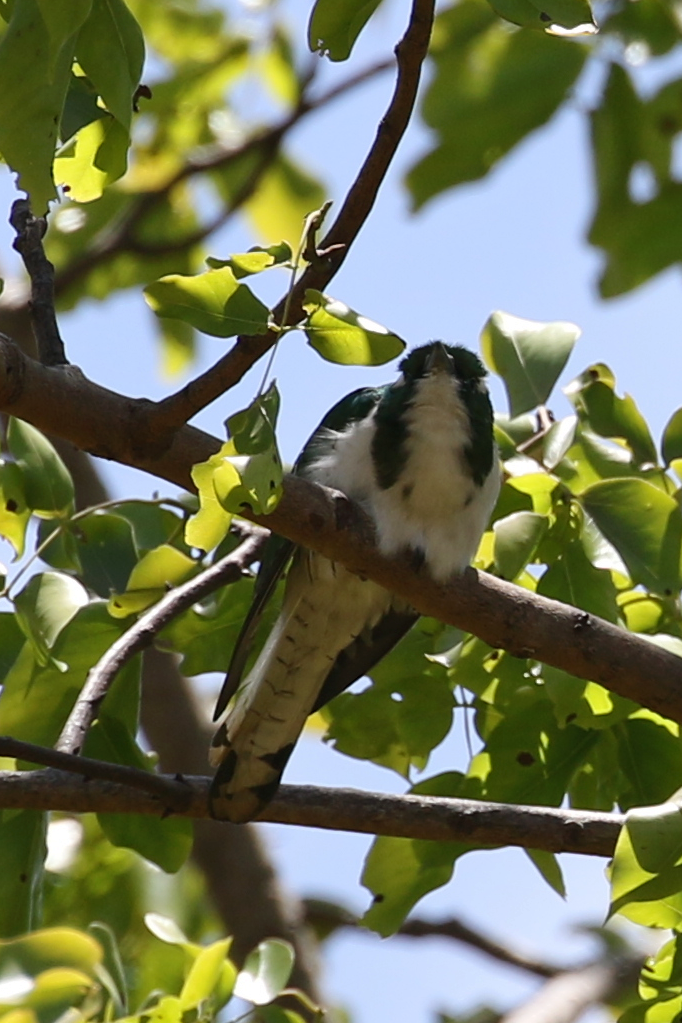 Klaas's Cuckoo - ML624645709