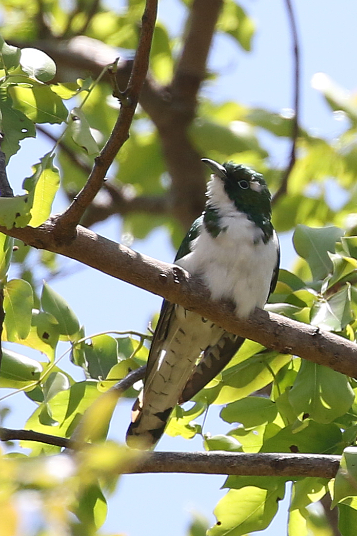 Klaas's Cuckoo - ML624645714