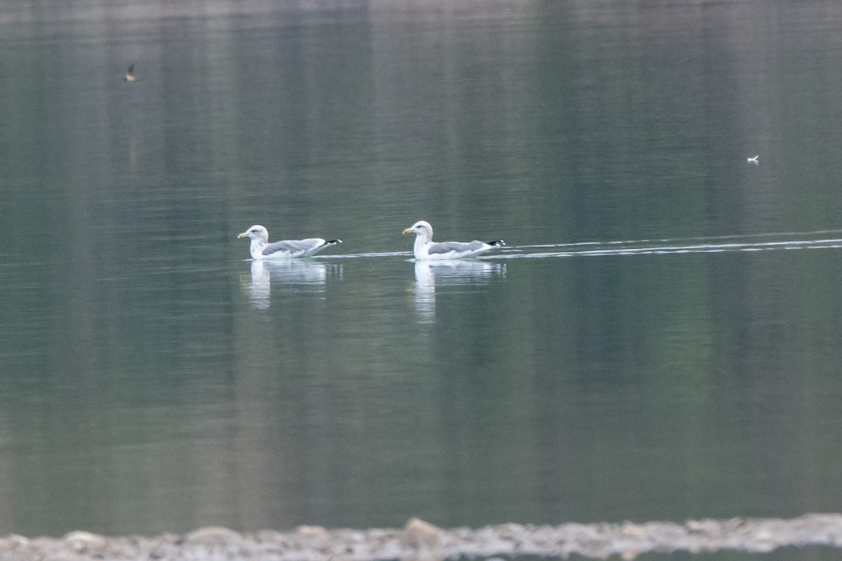 California Gull - ML624645933