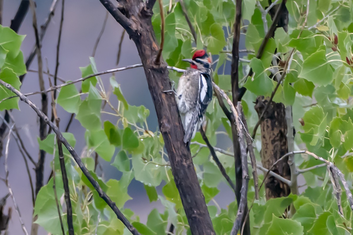 Red-naped Sapsucker - ML624645941