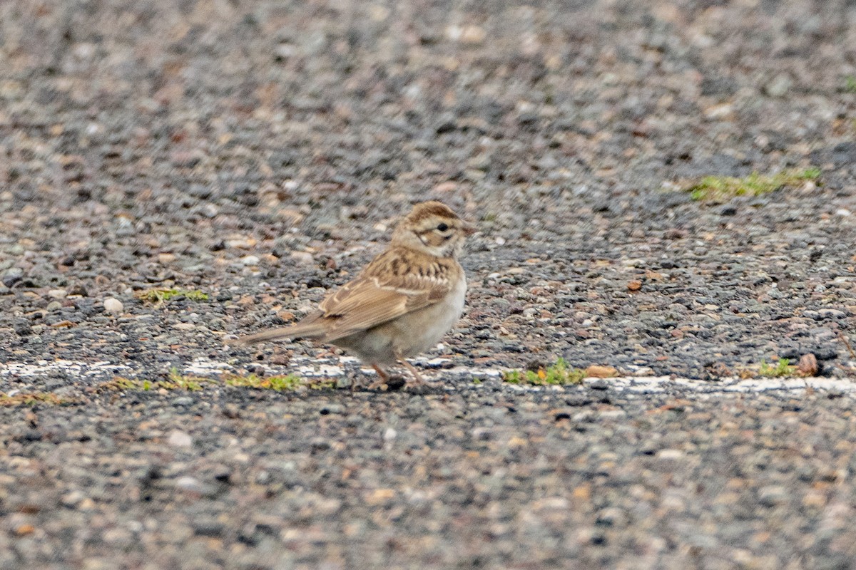 Lark Sparrow - ML624645946