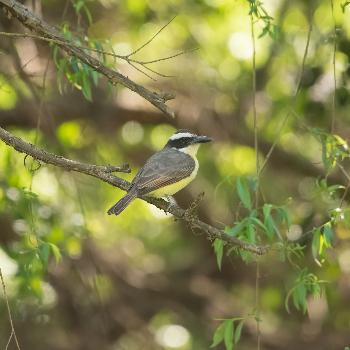 Boat-billed Flycatcher (South American) - ML624645971