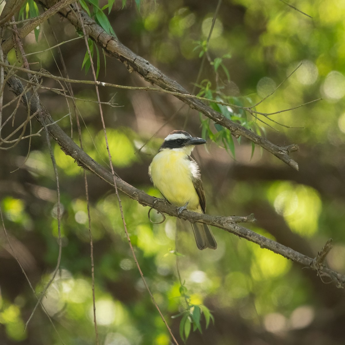 Boat-billed Flycatcher (South American) - ML624645972