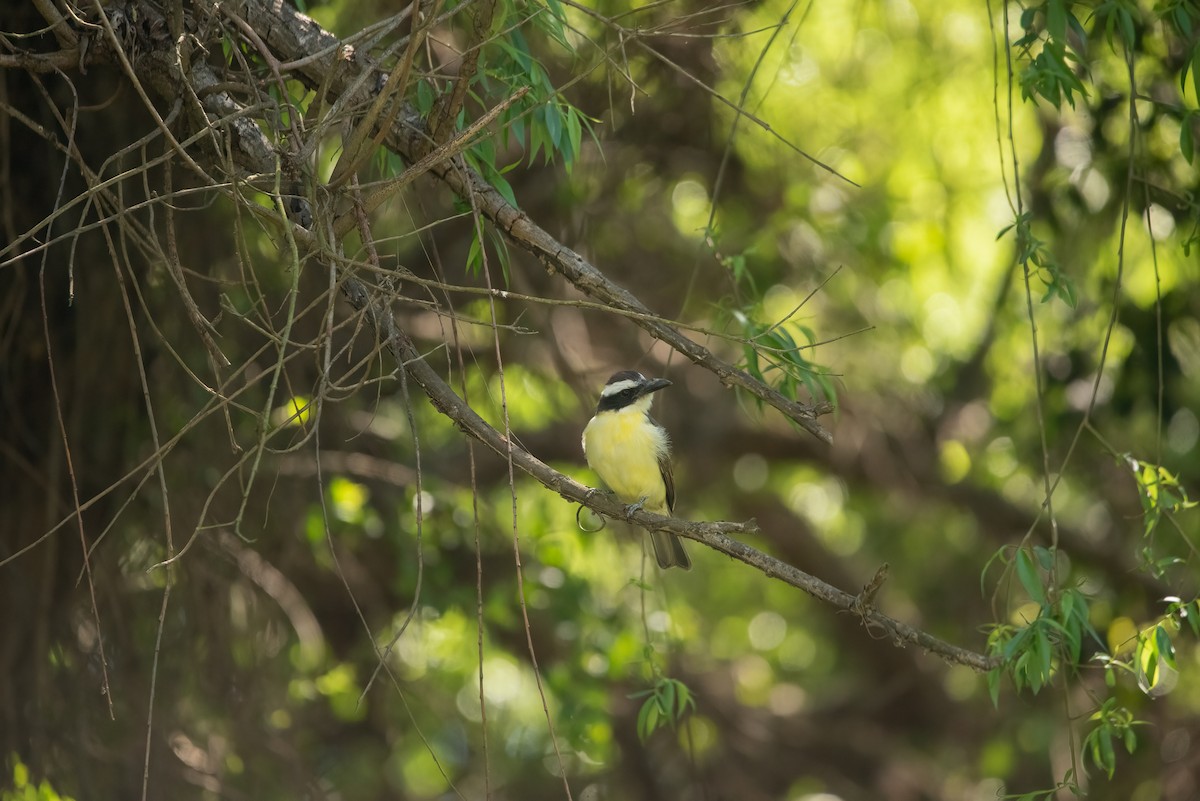 Boat-billed Flycatcher (South American) - ML624645973