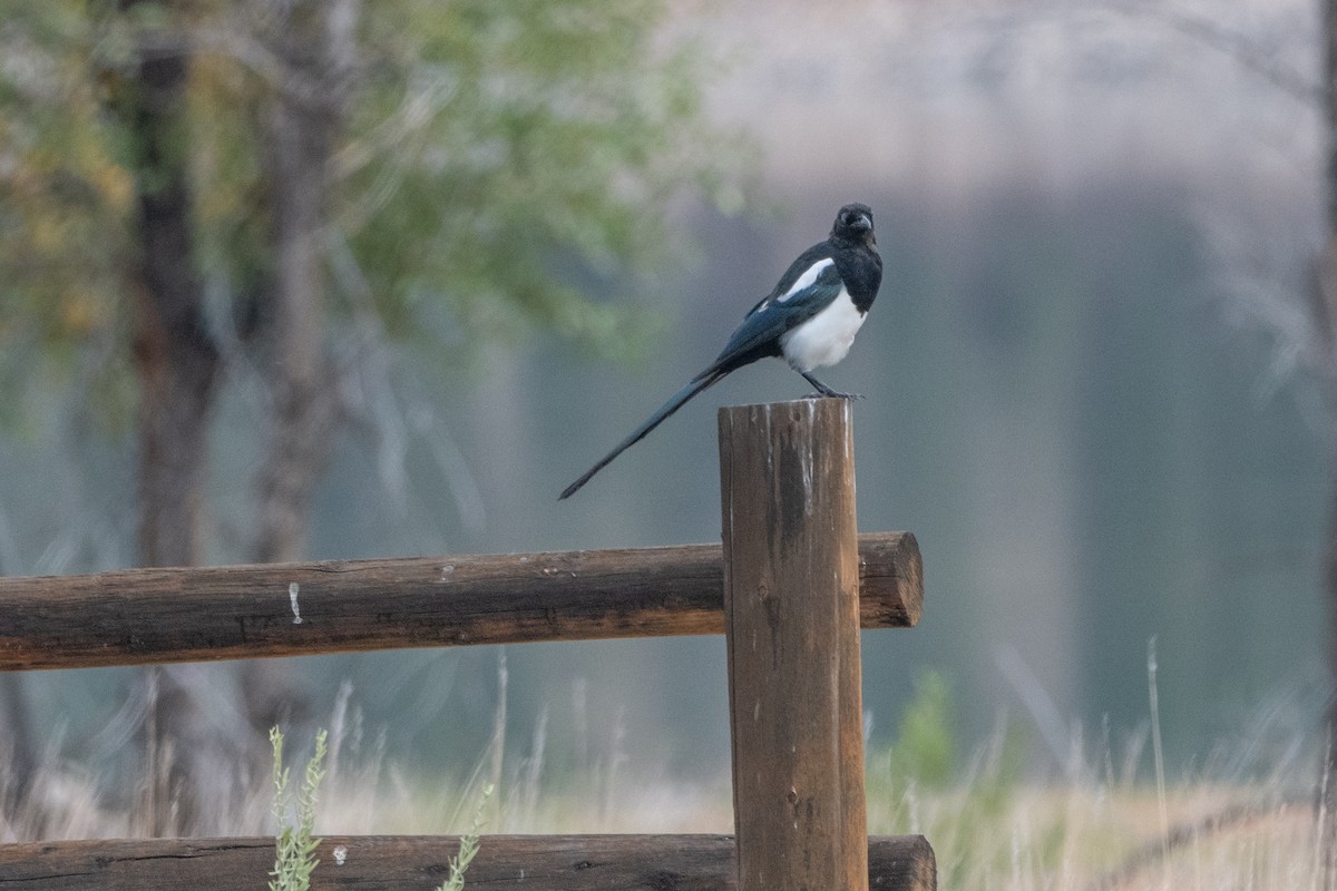 Black-billed Magpie - Thomas Schultz