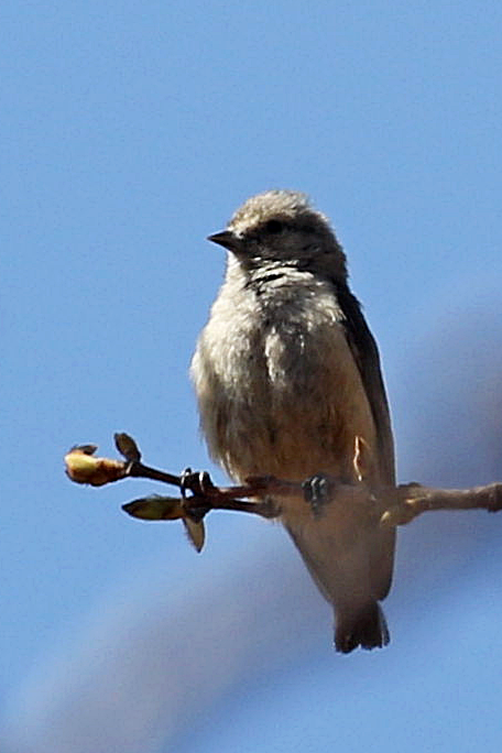 African Penduline-Tit - ML624646116