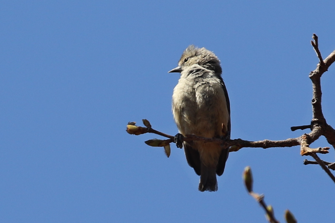 African Penduline-Tit - ML624646117