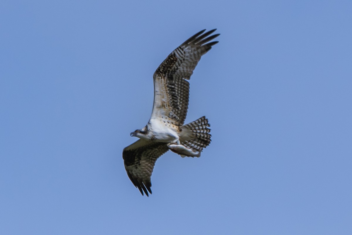 Balbuzard pêcheur - ML624646126