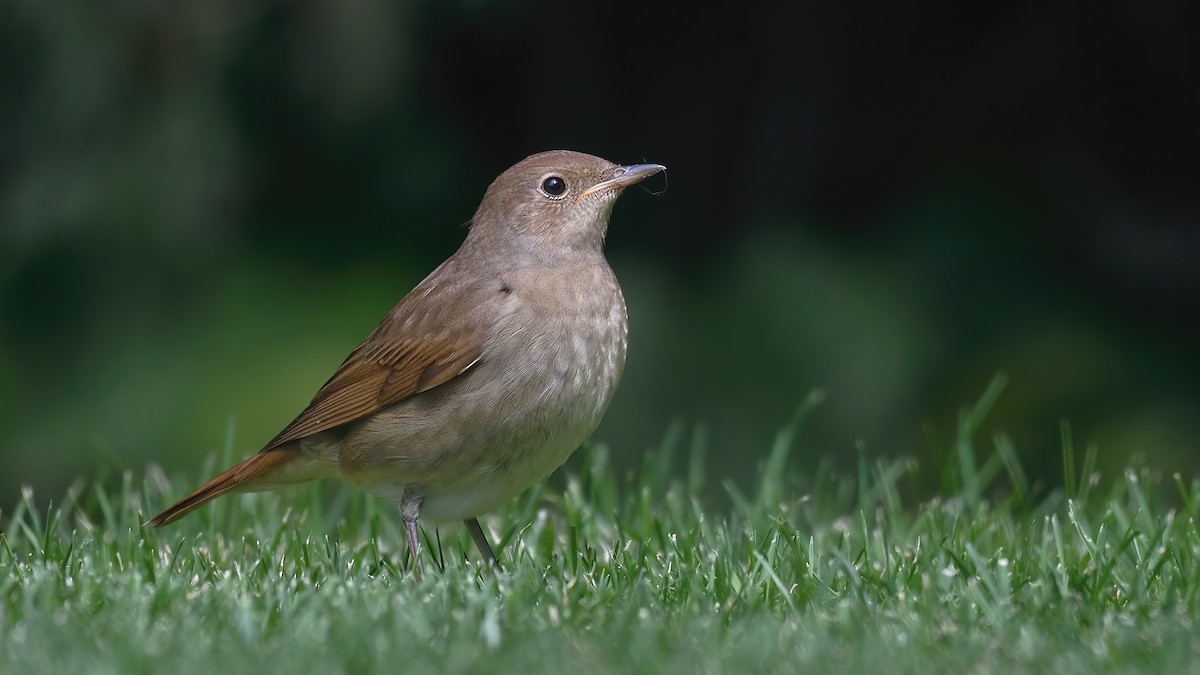 Thrush Nightingale - ML624646203