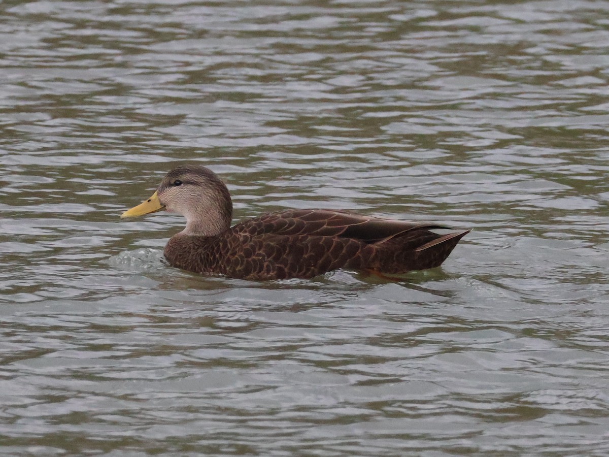 American Black Duck - ML624646227