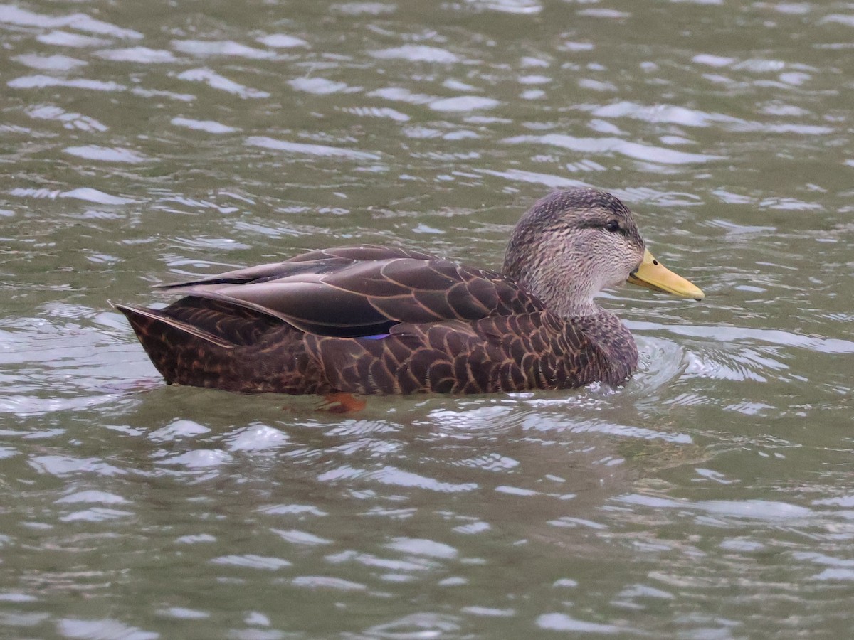 American Black Duck - Nathan Stimson