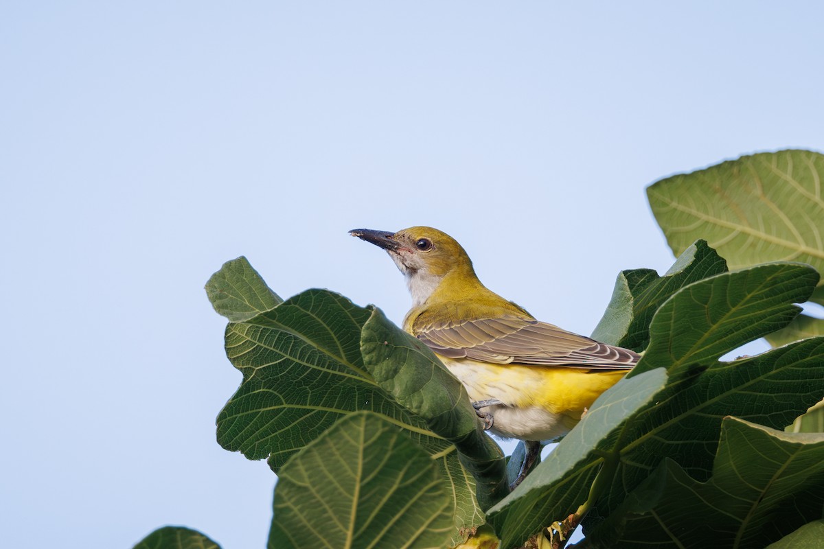 Eurasian Golden Oriole - ML624646355
