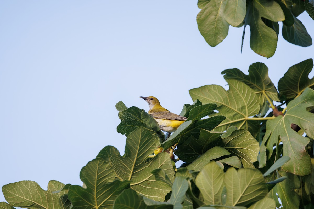 Eurasian Golden Oriole - ML624646371