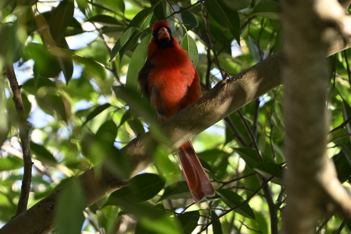 Northern Cardinal - ML624646374